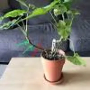 Organic Syngonium 